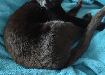 Chewie / Joui  250704-233159